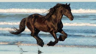 Bild von Hintergrundbilder Pferde Am Strand Für Facebook