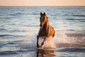 Hintergrundbilder Pferde Am Strand Kostenlos Herunterladen 300x200 - Pferde Bilder Araber Für Whatsapp