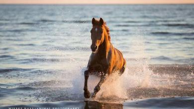 Bild von Hintergrundbilder Pferde Am Strand Kostenlos Herunterladen
