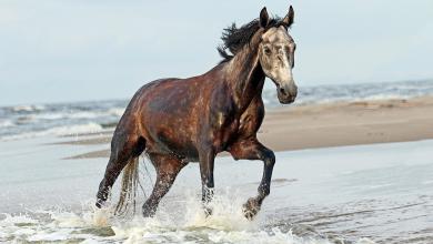 Bild von Hintergrundbilder Pferde Kostenlos
