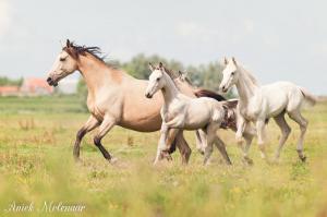 Hintergrundbilder Pferde Kostenlos Für Facebook 300x199 - Westernpferde Bilder Kostenlos Herunterladen