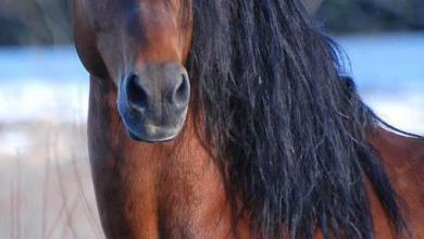 Bild von Hintergrundbilder Pferde Kostenlos Für Whatsapp