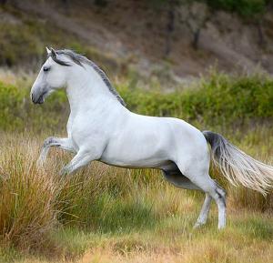 Hintergrundbilder Pferde Kostenlos Herunterladen 300x289 - Araber Pferde Bilder