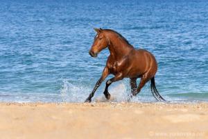 Hintergrundbilder Pferde Kostenlos Kostenlos Herunterladen 300x200 - Pferde Bilder Schimmel Für Whatsapp