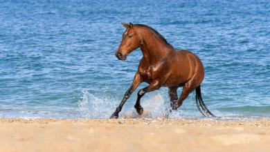 Bild von Hintergrundbilder Pferde Kostenlos Kostenlos Herunterladen