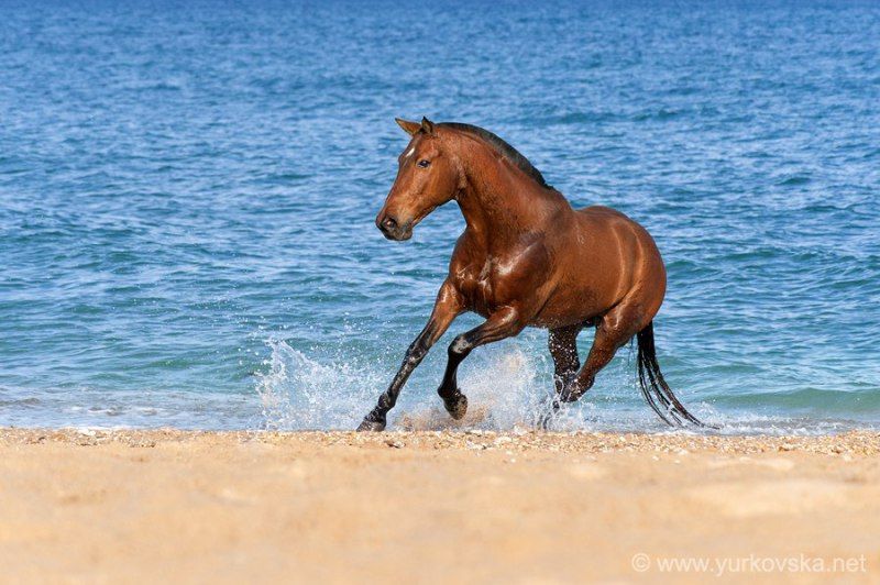 Hintergrundbilder Pferde Kostenlos Kostenlos Herunterladen - Hintergrundbilder Pferde Kostenlos Kostenlos Herunterladen