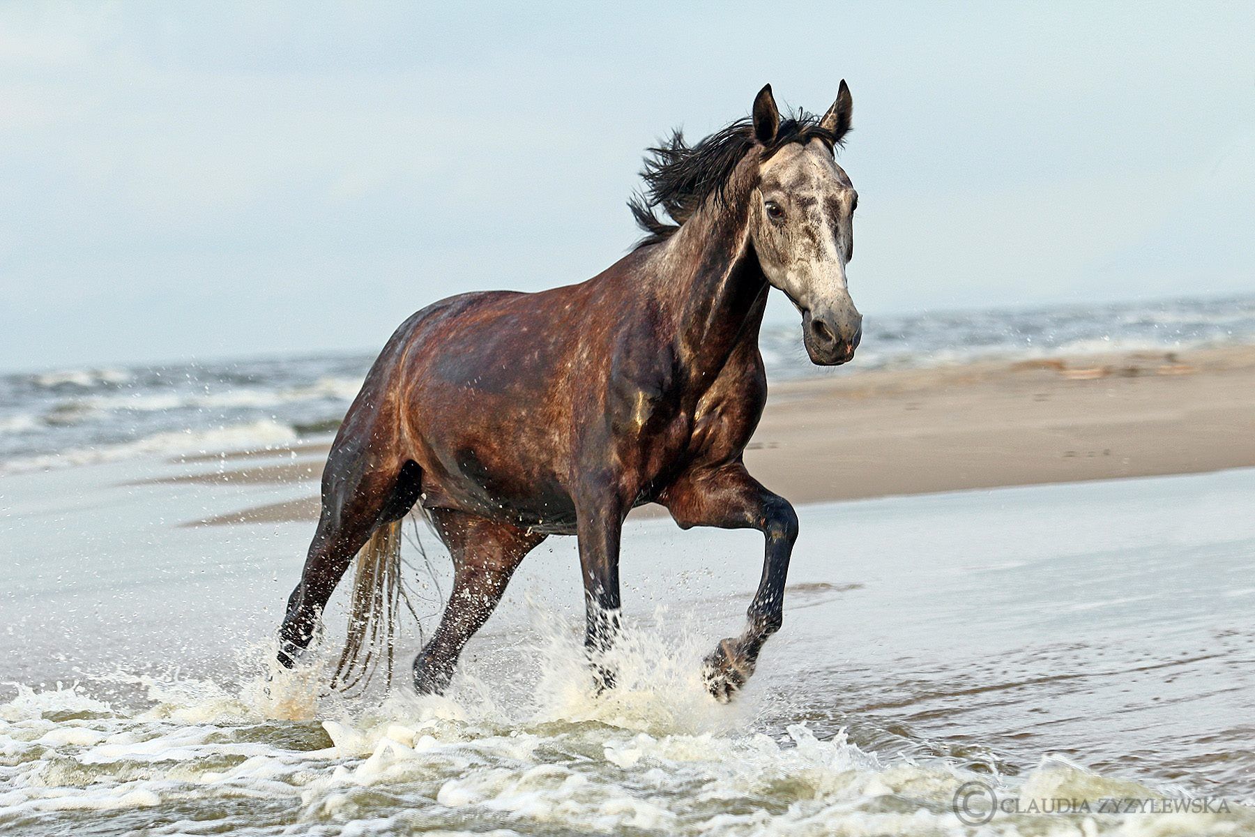 Hintergrundbilder Pferde Kostenlos - Hintergrundbilder Pferde Kostenlos