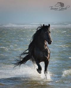 Hintergrundbilder Von Pferden 240x300 - Die Schönsten Pferdebilder Für Facebook
