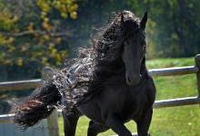 Bild von Holsteiner Pferd Kostenlos Downloaden bilder fürs handy