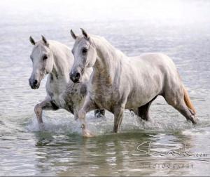Holsteiner Pferde Bilder 300x252 - Pferde Fohlen Bilder Für Facebook