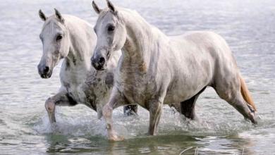 Bild von Holsteiner Pferde Bilder