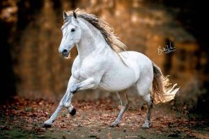 Holsteiner Pferde Bilder Für Facebook 300x200 - Lustige Pferde Bilder