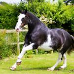 Holsteiner Pferde Bilder F%C3%BCr Whatsapp 150x150 - Pferde Bilder Malen