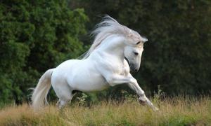 Holsteiner Pferde Bilder Kostenlos Herunterladen 300x180 - Pferde Pferde Für Facebook