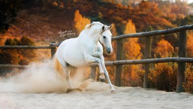 Bild von Hübsche Pferde Bilder
