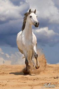 Iberische Pferde Für Facebook 199x300 - Schlüssel Bilder