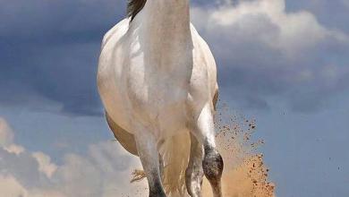 Bild von Iberische Pferde Für Facebook