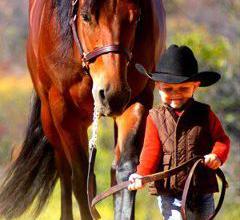 Bild von Iberische Pferde Kostenlos Herunterladen