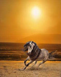 Irland Pferde Kaufen Für Facebook 237x300 - Friesen Pferde Bilder