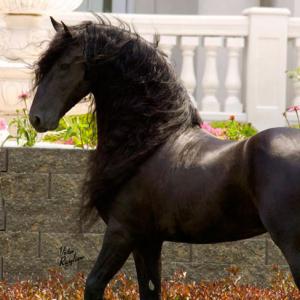 Irland Pferde Kaufen Für Whatsapp 300x300 - Pferde Andalusier Bilder Für Facebook