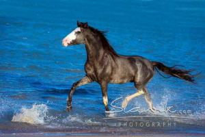 Irland Pferde Kaufen Kostenlos Herunterladen 300x200 - Bilder Von Pferderassen Kostenlos Herunterladen