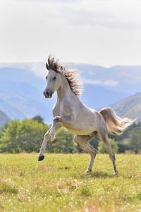 Isländer Pferde Bilder Für Whatsapp 200x300 - Pferdebilder Kaufen Kostenlos Herunterladen