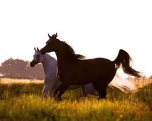 Isländer Pferde Kostenlos Downloaden 300x240 - Mini Pferde Bilder