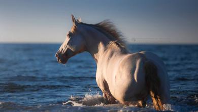 Bild von Isländer Pferde Bilder Kostenlos Herunterladen