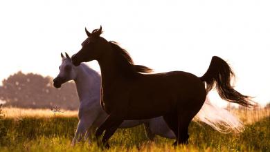 Bild von Isländer Pferde Kostenlos Downloaden