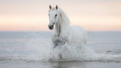 Bild von Isländer Pferde Kostenlos Herunterladen