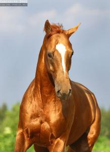 Junges Pferd Kostenlos Herunterladen 218x300 - Pferde Bilder Gezeichnet Für Facebook