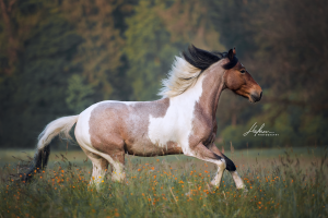 Körpersprache Pferde Bilder 300x200 - Bilder Von Allen Pferderassen Für Facebook