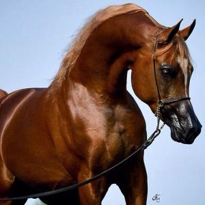 Körpersprache Pferde Bilder Für Facebook 300x300 - Islandpferde