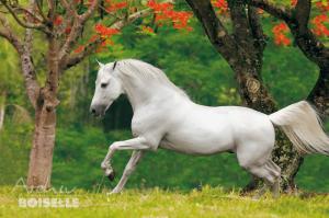 Kaltblutpferde 300x199 - Hintergrundbilder Von Pferden Kostenlos Herunterladen