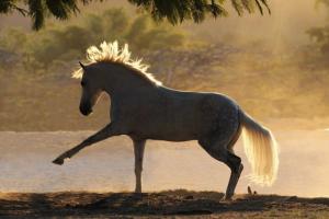 Kathmann Pferde Verkauf Kostenlos Herunterladen 300x200 - Pferde Profilbilder Für Facebook