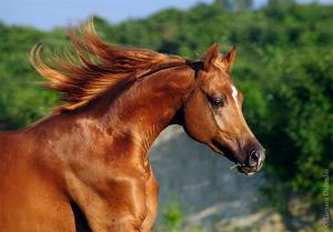 Kaufvertrag Pferd Kostenlos Downloaden 300x209 - Hintergrundbilder Kostenlos Pferde Für Facebook