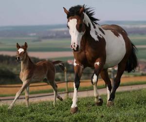 Klein Pferde Kaufen Für Whatsapp 300x250 - Tiere Pferde Für Facebook