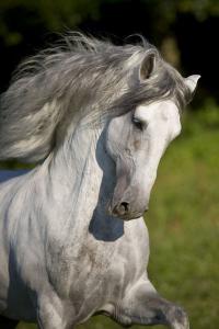Klein Pferde Kaufen Kostenlos Herunterladen 200x300 - Araber Pferd Für Facebook