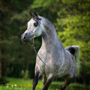 Koch Bilder 300x300 - Kostenlose Pferde Kaufen Kostenlos Herunterladen