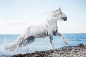 Koch Bilder Für Facebook 300x200 - Hintergrundbilder Von Pferden Kostenlos Herunterladen