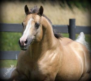 Kostenlose Pferde Bilder Kostenlos Herunterladen 300x268 - Pferde Profilbilder Für Facebook