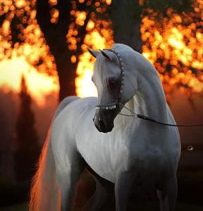 Kostenlose Pferde Für Facebook 288x300 - Pferde Bilder Zum Drucken Kostenlos