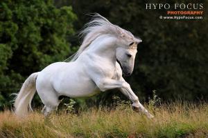 Kostenlose Pferde Für Whatsapp 300x200 - Pferdefoto