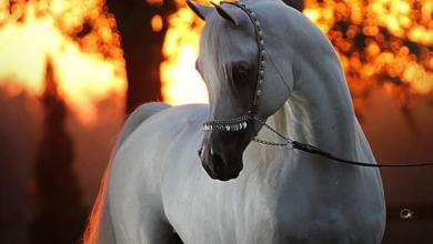 Bild von Kostenlose Pferde Für Facebook
