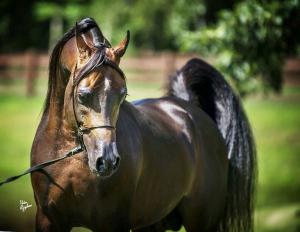 Kostenlose Pferde Kaufen 300x232 - Diamanten Bild