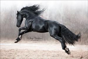 Kostenlose Pferde Kostenlos Downloaden 300x200 - Pferderassen Mit Bild