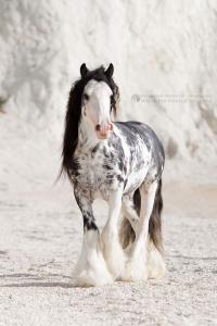 Kostenlose Pferdebilder 200x300 - Die Schönsten Pferde Bilder