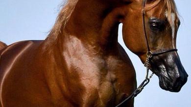 Bild von Körpersprache Pferde Bilder Für Facebook