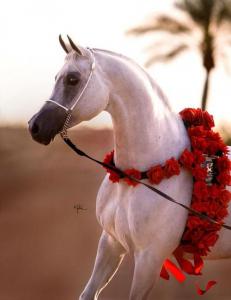 Lachende Pferde Bilder Für Facebook 231x300 - Spanische Pferde Kostenlos Herunterladen
