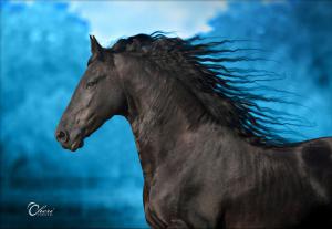 Lachende Pferde Bilder Kostenlos Herunterladen 300x207 - Hintergrundbilder Kostenlos Pferde Für Facebook